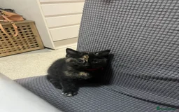 Ragdoll cats for sale: Beautiful Ragdoll Tortishell Kittens for sale! - Image 7
