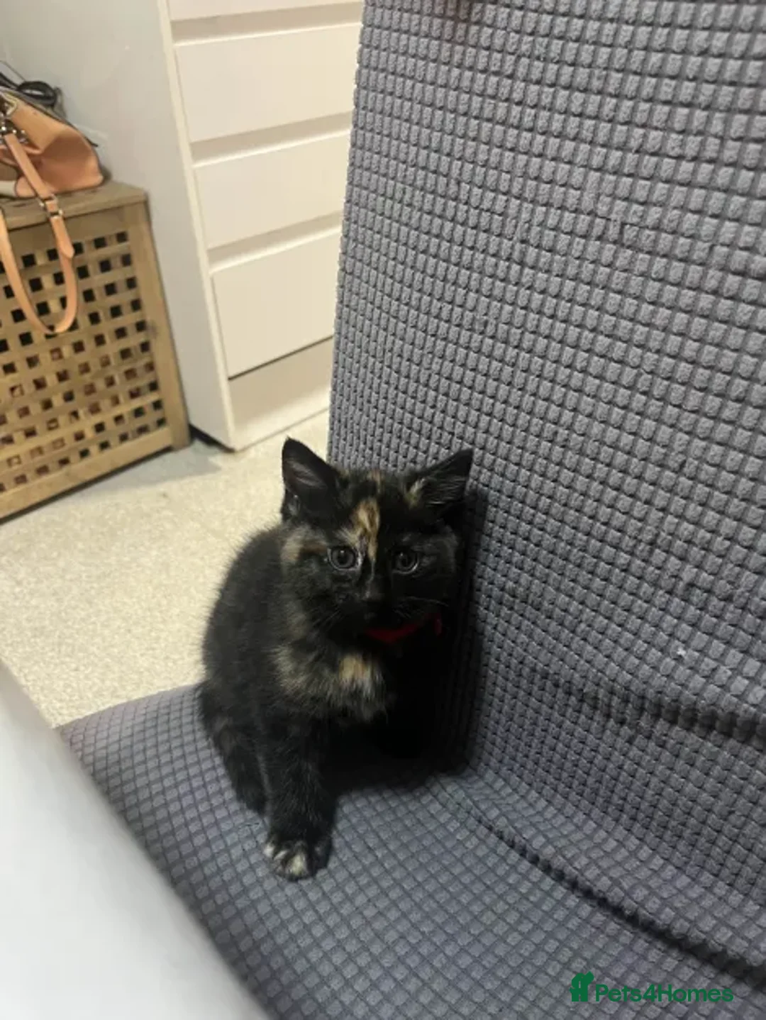 Ragdoll cats for sale: Beautiful Ragdoll Tortishell Kittens for sale! - Image 7
