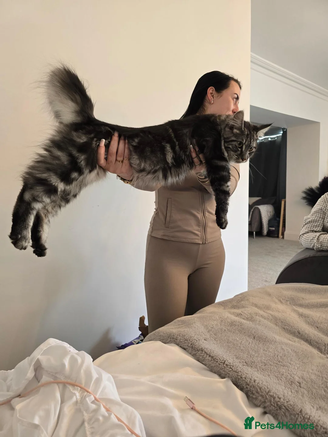 Maine Coon cats for sale: 3 beautiful maincoon kittens , - Advert 2