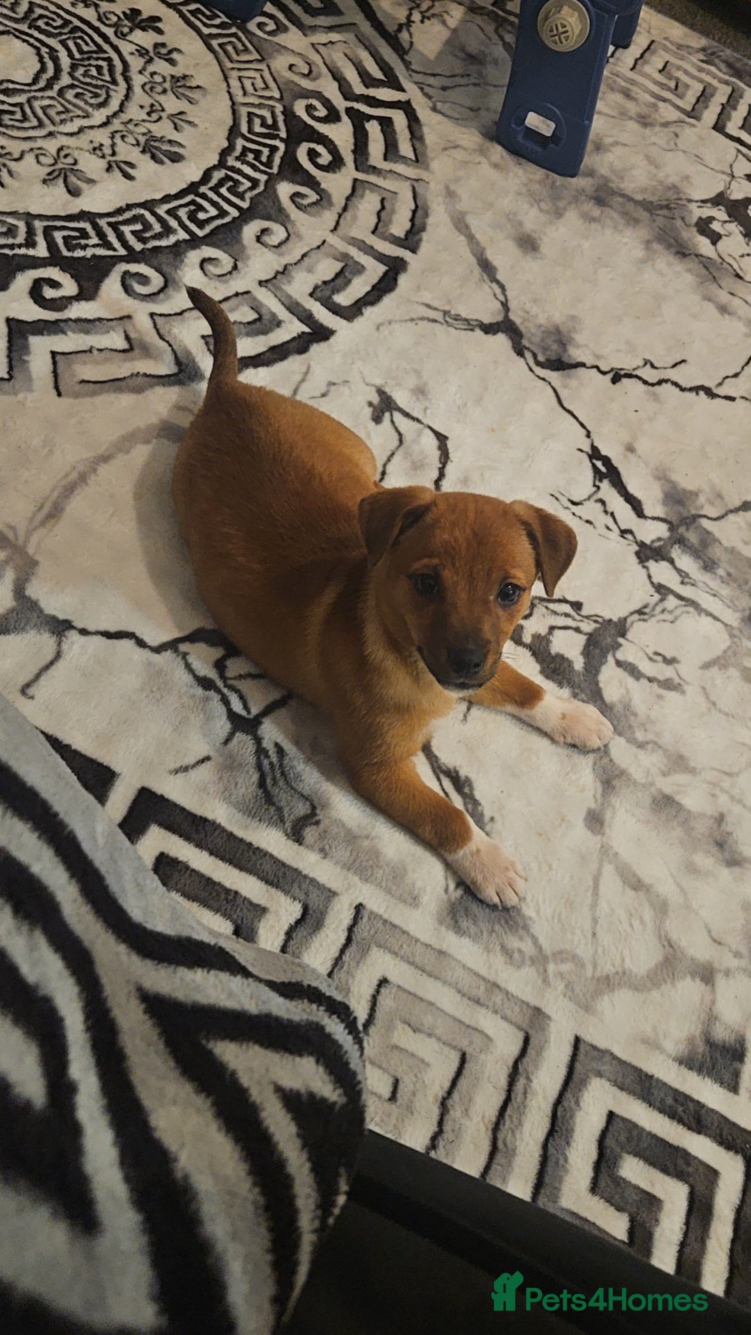 Jack Russell dogs Jack Russell - Advert 1