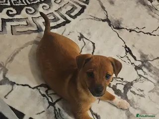 Jack Russell dogs Jack Russell - Advert 1