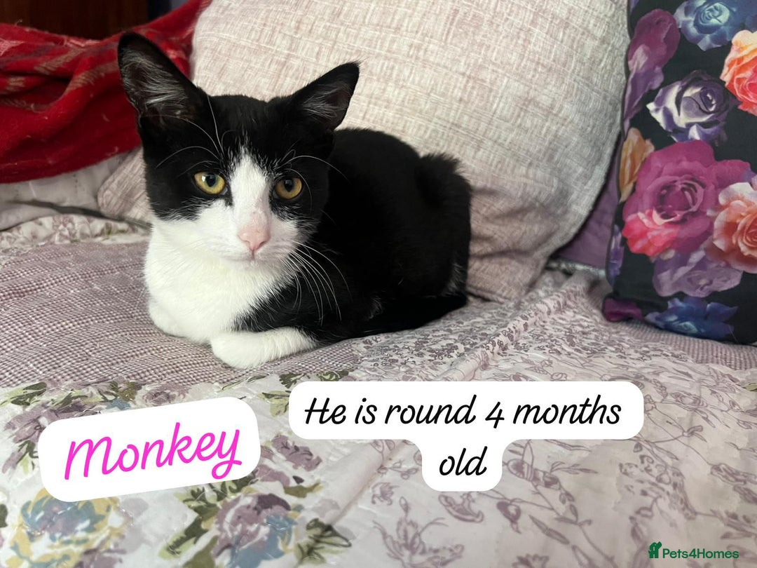 Mixed Breed cats for adoption: Rescue Brothers 6 months need forever home - Image 10