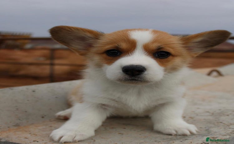 Welsh Corgi Pembroke dogs - Advert 1