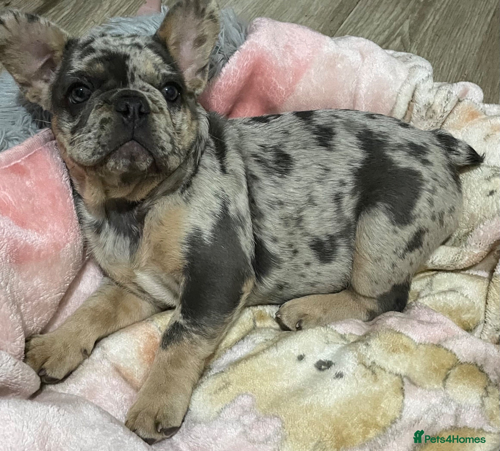 French Bulldog dogs QUALITY HEALTH TESTED FRENCH BULLDOG PUPPIES  - Advert 18