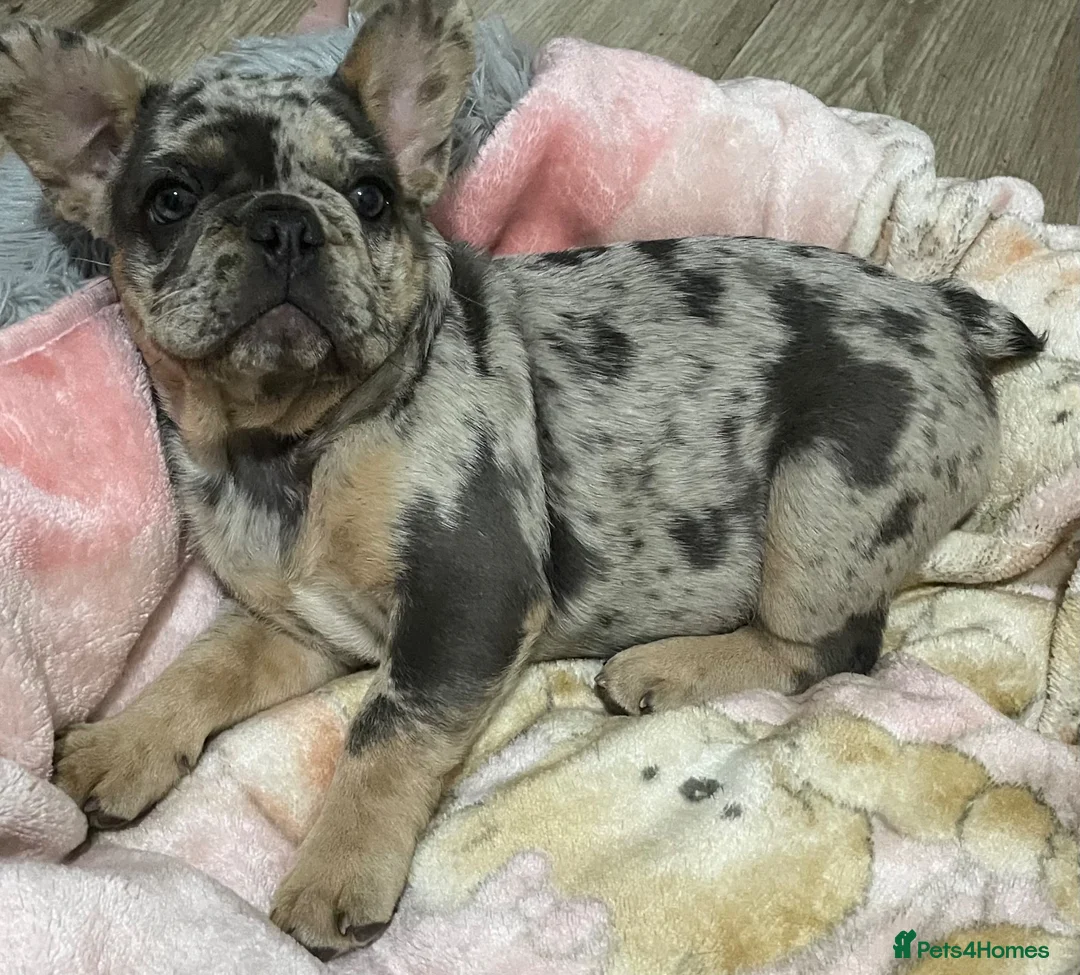 French Bulldog dogs for sale: QUALITY HEALTH TESTED FRENCH BULLDOG PUPPIES  - Advert 1