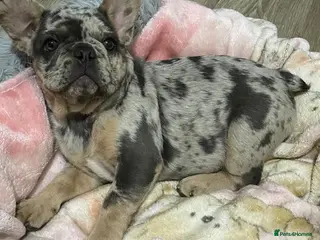 French Bulldog dogs QUALITY HEALTH TESTED FRENCH BULLDOG PUPPIES - Advert 1