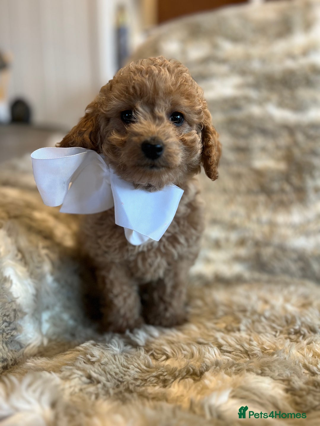 Cockapoo dogs for sale: Cockerpoo (yankydoodle)  - Advert 2