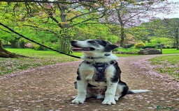 Mixed Breed dogs for sale: Huskeydor 10 months old - Image 1