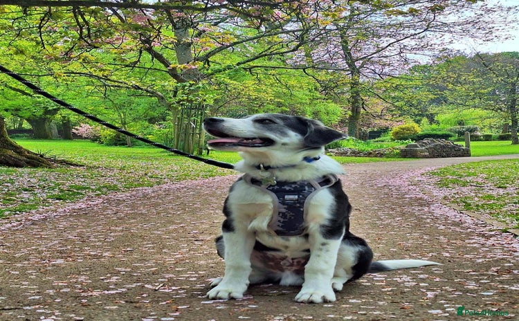 Mixed Breed dogs - Advert 7
