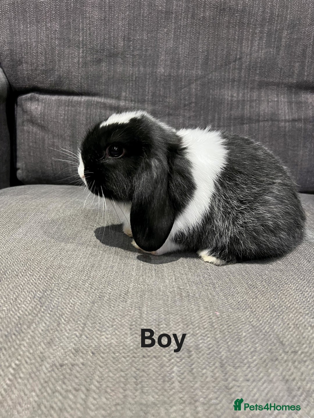 Mini Lop rabbits for sale: 🐰 Adorable mini lop Rabbits for Sale - Advert 1