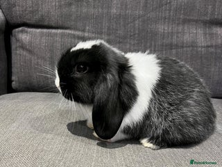 Mini Lop rabbits 🐰 Adorable mini lop Rabbits for Sale - Advert 1