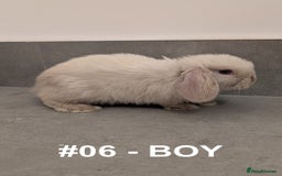 Mini Lop rabbits for sale: Exceptional Mini-Lops. Collect from: 25th October - Image 15