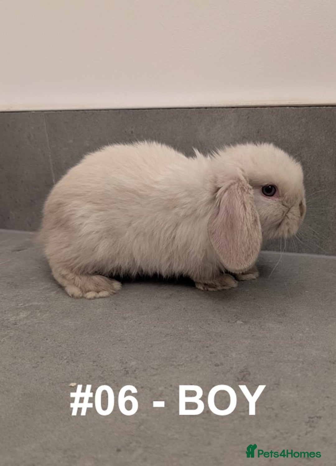 Mini Lop rabbits for sale: Exceptional Mini-Lops. Collect from: 25th October - Image 15