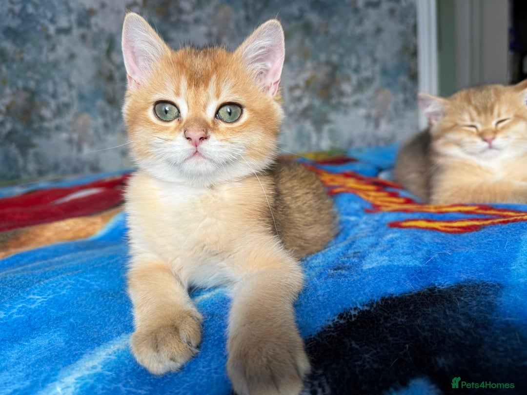 British Shorthair cats for sale: Ready pure AY12, NY12 Corin BSH  - Image 24