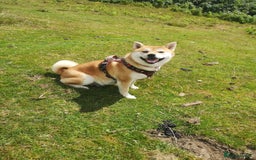 Japanese Shiba Inu dogs for sale: 1 KC Shiba inu girl left.  - Image 15