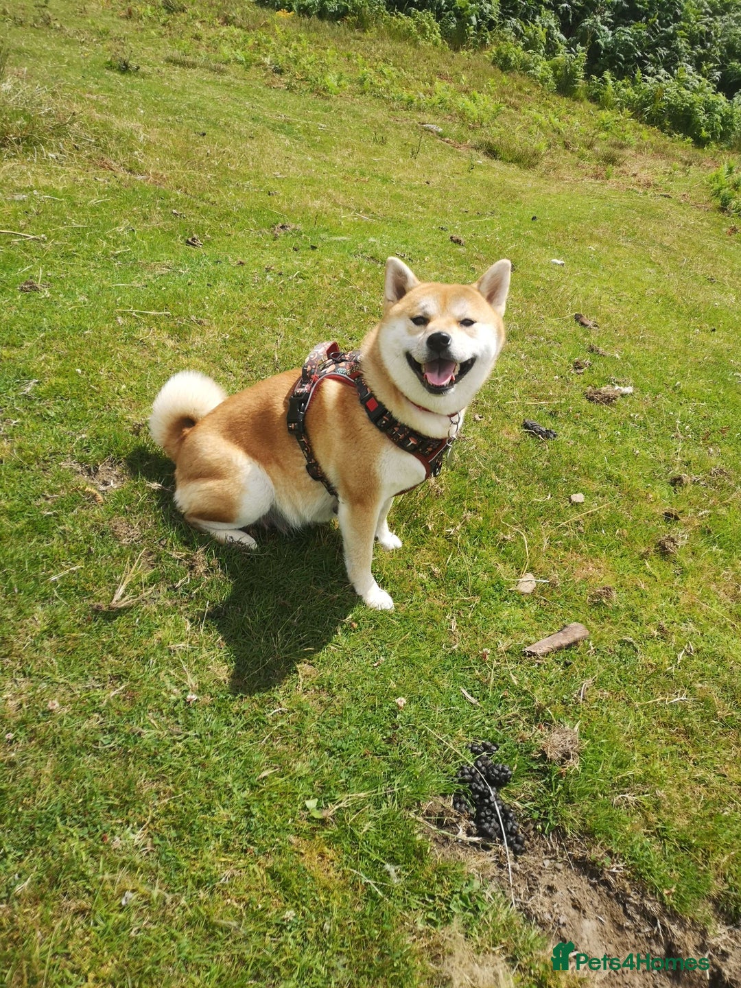 Japanese Shiba Inu dogs for sale: 1 KC Shiba inu girl left.  - Image 15