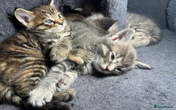 Maine Coon cats for sale: Stunning Half Maine coon kittens  - Image 22