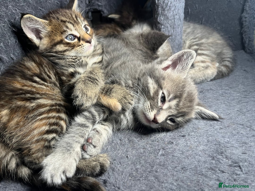 Maine Coon cats for sale: Stunning Half Maine coon kittens  - Image 22
