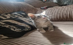 Mixed Breed cats for sale: Kittens ready now  - Image 16