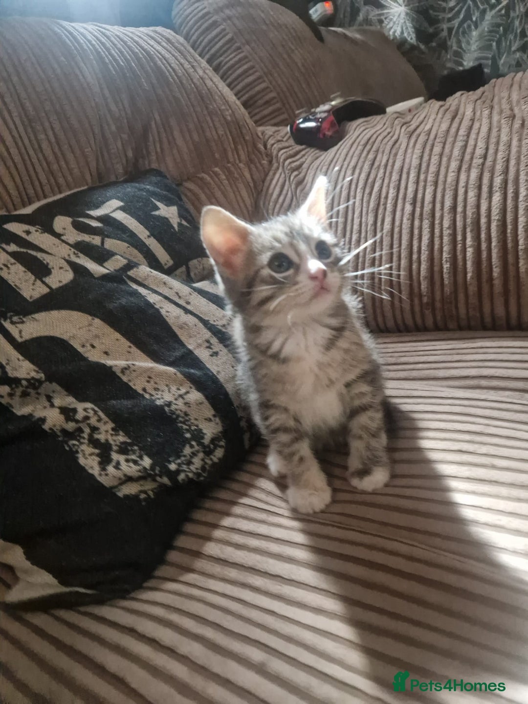 Mixed Breed cats for sale: Kittens ready now  - Image 16