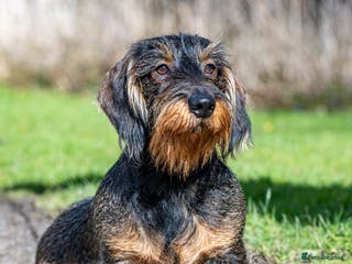 Dachshund dogs CHAMPION LINES 0% COI WIREHAIRED DACHSHUND STUD in Stockton-on-Tees - Advert 2