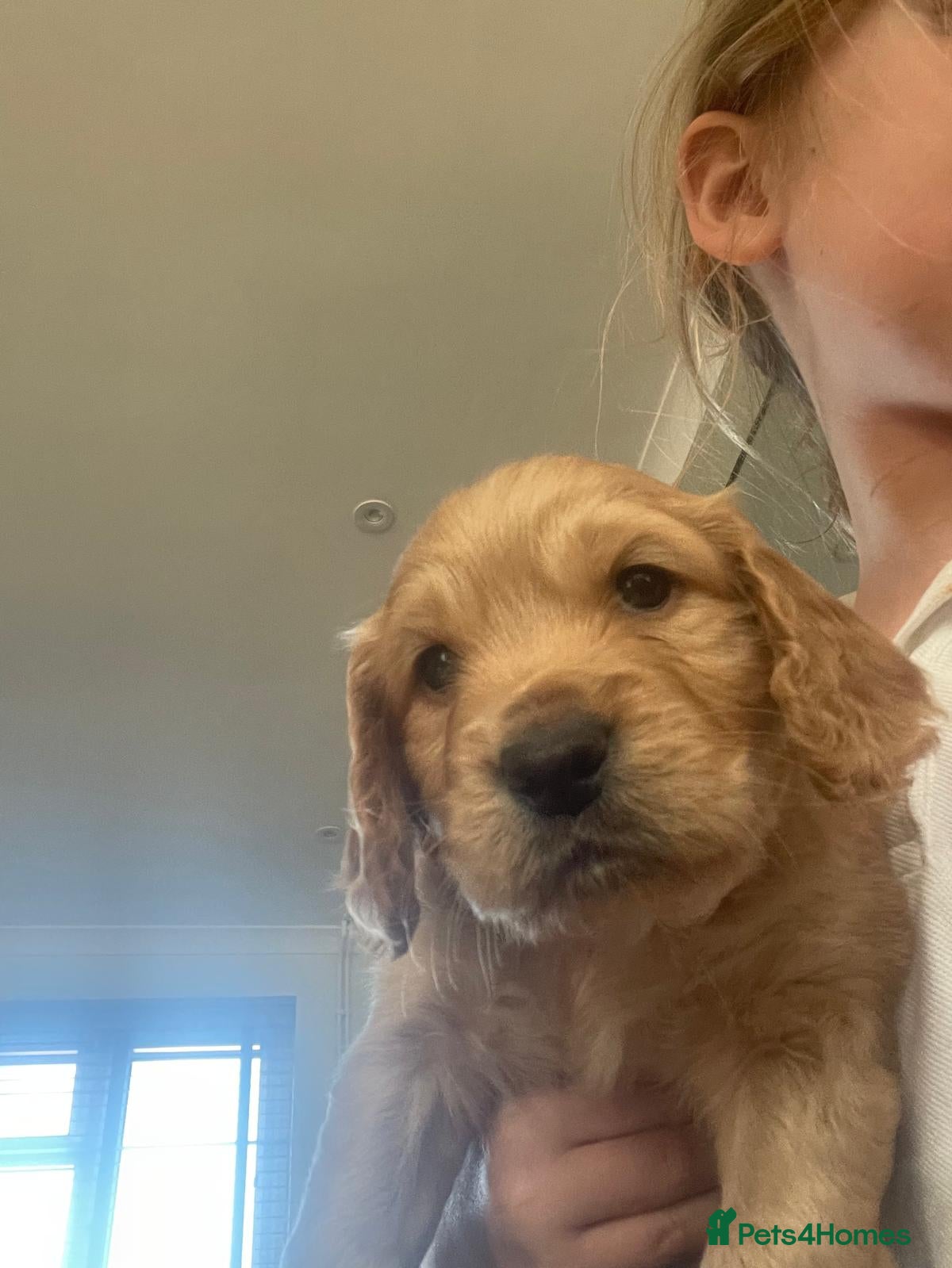 Cockapoo dogs for sale: Last beautiful boy left Gorgeous Golden Cockerpoo - Advert 15