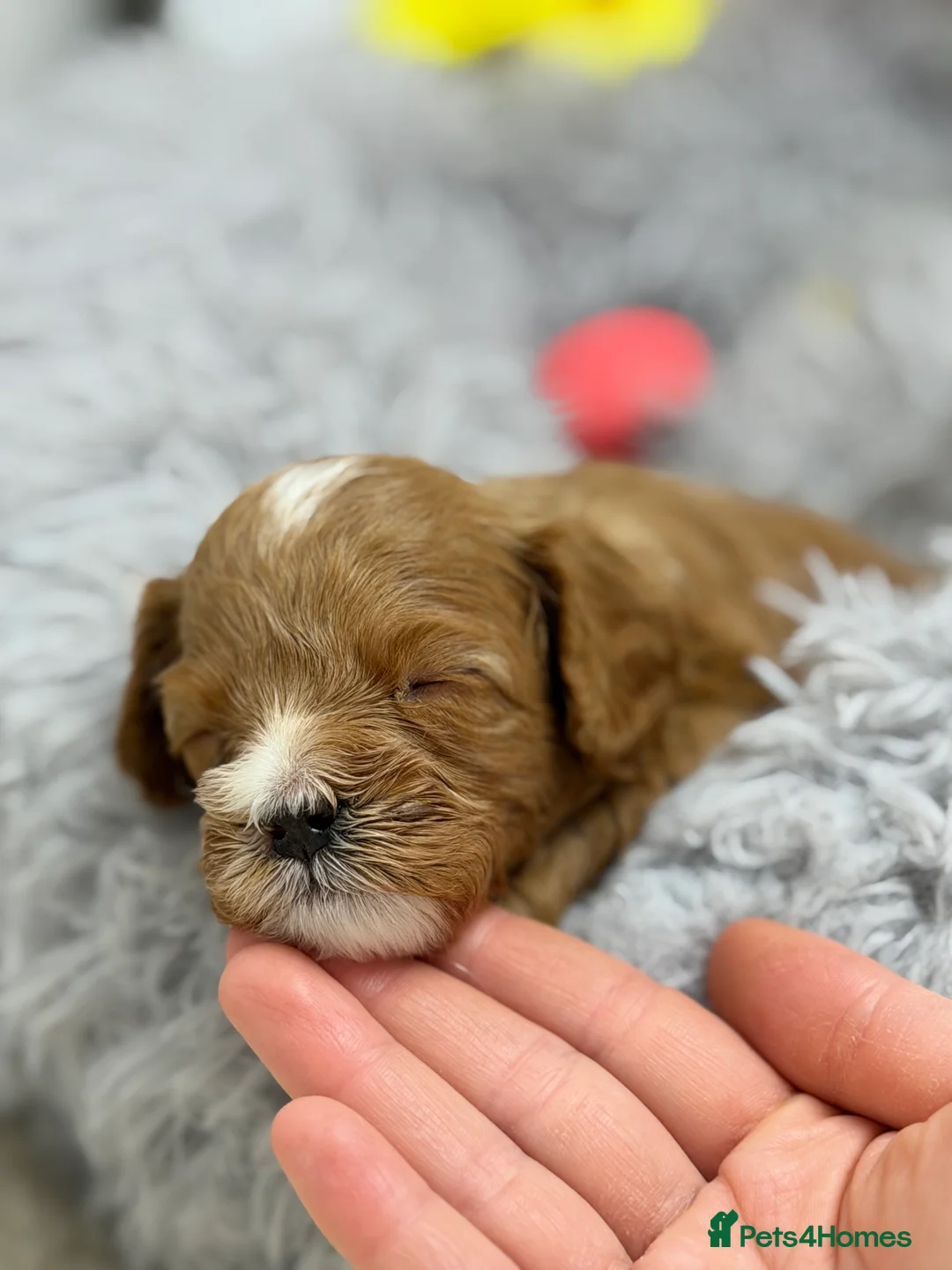 Cavapoo dogs for sale: F1 Red Cavapoo little girl available 🐾🥰 - Advert 1