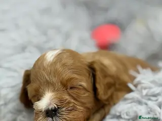 Cavapoo dogs F1 Red Cavapoo little girl available 🐾🥰 - Advert 3