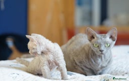 Devon Rex cats for sale: Ravel 💜male Devon Rex available  - Image 2