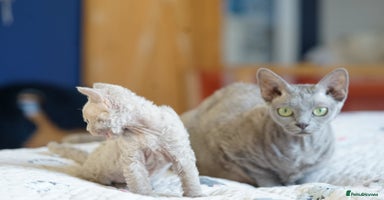 Devon Rex cats - Advert 9