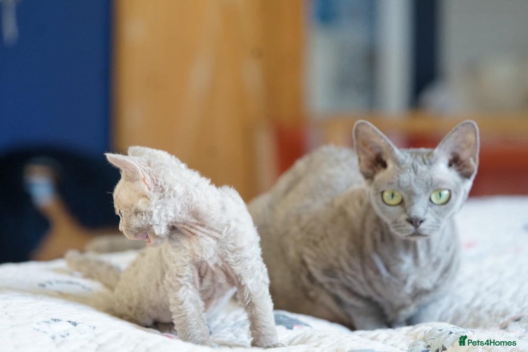 Devon Rex cats for sale: Ravel 💜male Devon Rex available  - Image 2