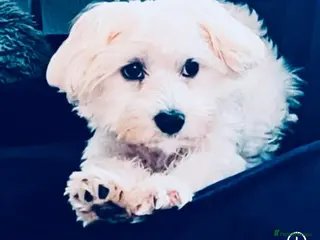 Maltese dogs Kc proven Maltese stud - Advert 2