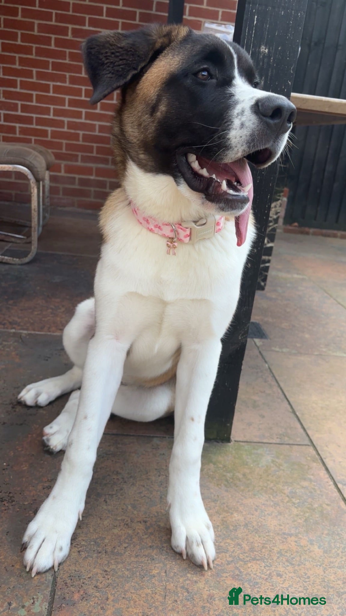 Mixed Breed dogs Storm  - Advert 3