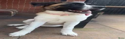 Mixed Breed dogs for sale: Storm  - Advert 1
