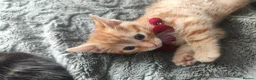 British Shorthair cats for sale: Female ginger kitten  - Advert 6
