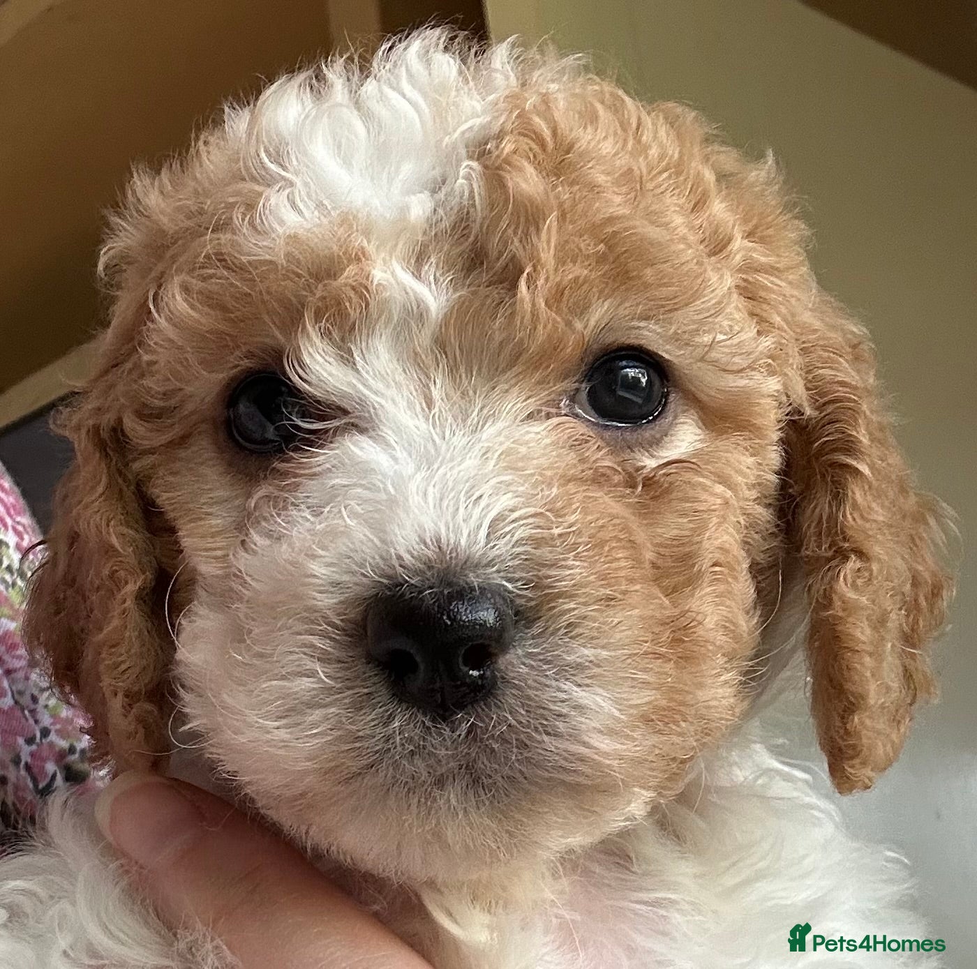 Cavapoochon dogs Only 2 left! 🤩Spring Cavapoochons😍 Ready soon!   - Advert 2