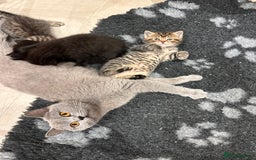 British Shorthair cats for sale: British Shorthair Cross kittens  - Image 7