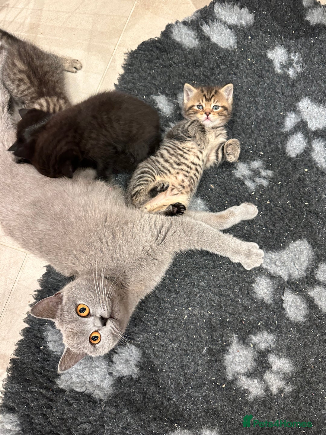 British Shorthair cats for sale: British Shorthair Cross kittens  - Image 7