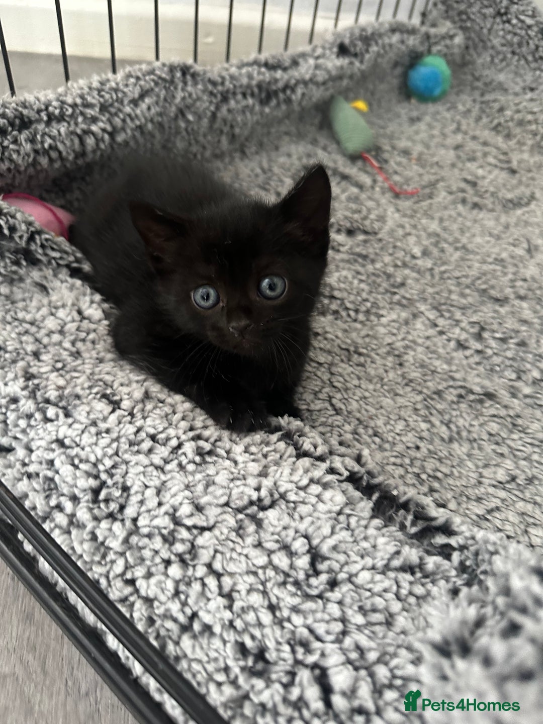 Mixed Breed cats for sale: 2 beautiful kittens for sale  - Image 3