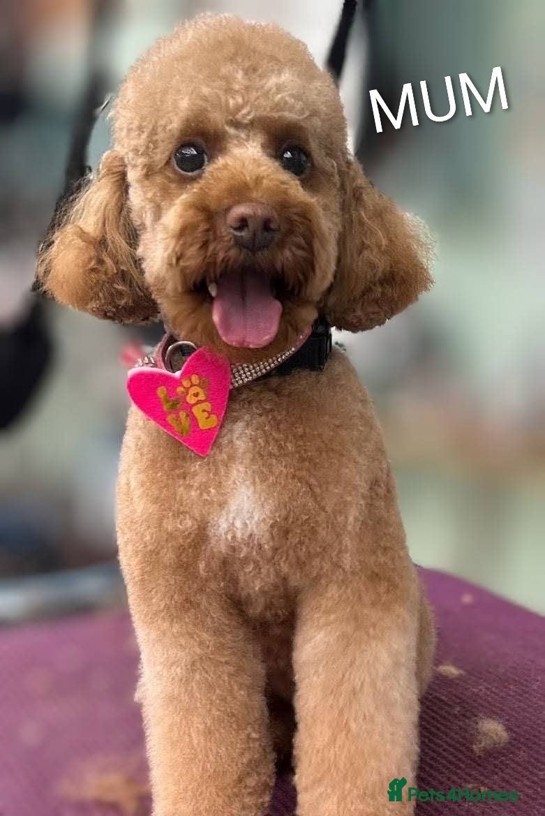 Mixed Breed dogs TOY X MINIATURE POODLE PUPPY-RED - Advert 1