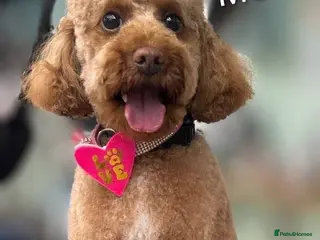 Mixed Breed dogs TOY X MINIATURE POODLE PUPPY-RED - Advert 1