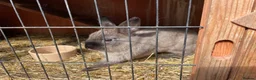 Mini Lop rabbits for sale: Dwarf chocolate blue and agouti rabbits  - Advert 2