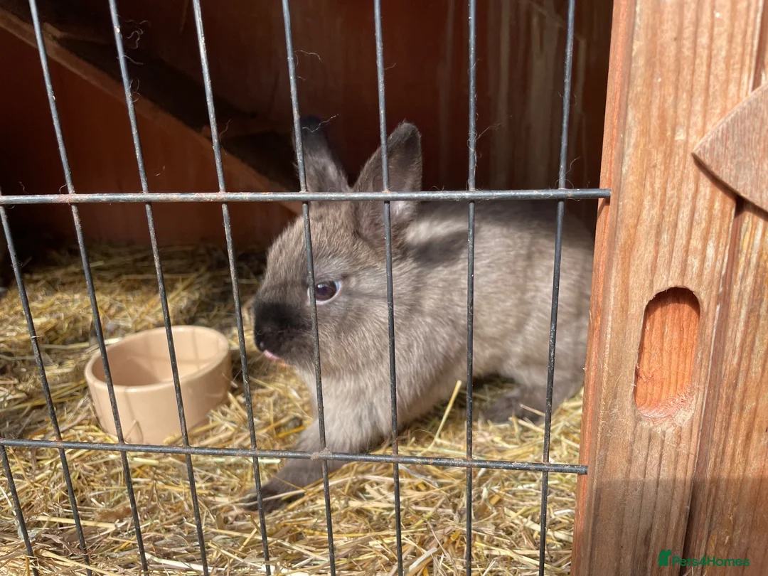 Mini Lop rabbits for sale: Dwarf chocolate blue and agouti rabbits  - Advert 2