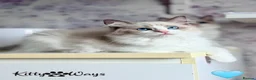 Ragdoll cats for sale: 🐾🩷*TICA REG* EU RAGDOLL KITTENS🌟 DNA CLEAR 🩵🐾 - Advert 7