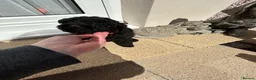 Toy Poodle dogs for sale: Toy poodle puppies  - Advert 9