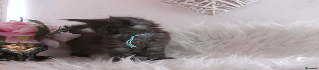 (Baby green)Maine Coon Kitten 2 black smoke