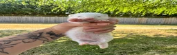 Ferret rodents for sale: White Marked Baby Ferrets in Yeovil - Advert 8