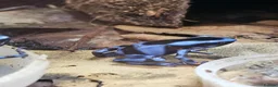 Frog reptiles for sale: Blue/black auratus x9 - Advert 11