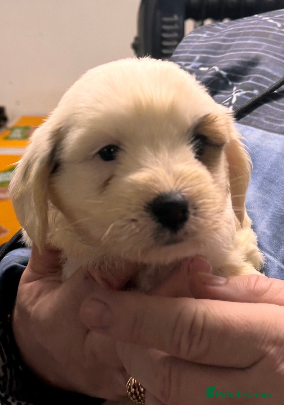 Tibetan Terrier dogs for sale: Araki Tibetan Terriers for Sale - Advert 6