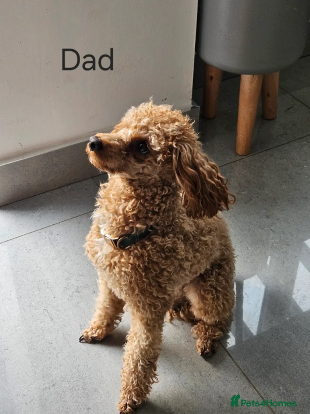 Toy Poodle dogs for sale: Beautiful Toy Poodles - 3 Boys and 2 Girls - Advert 2